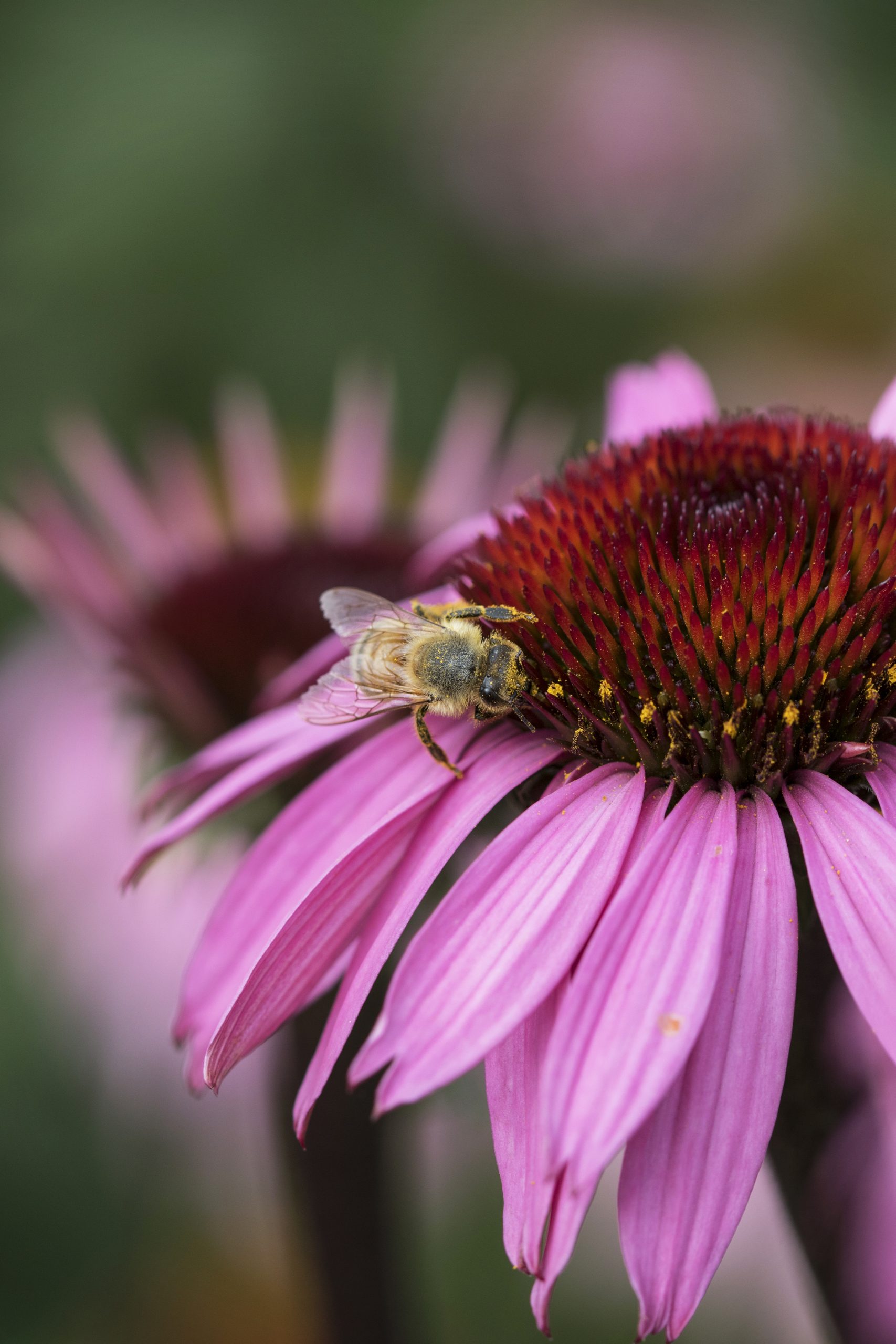 Women in Agriculture_Echinacea