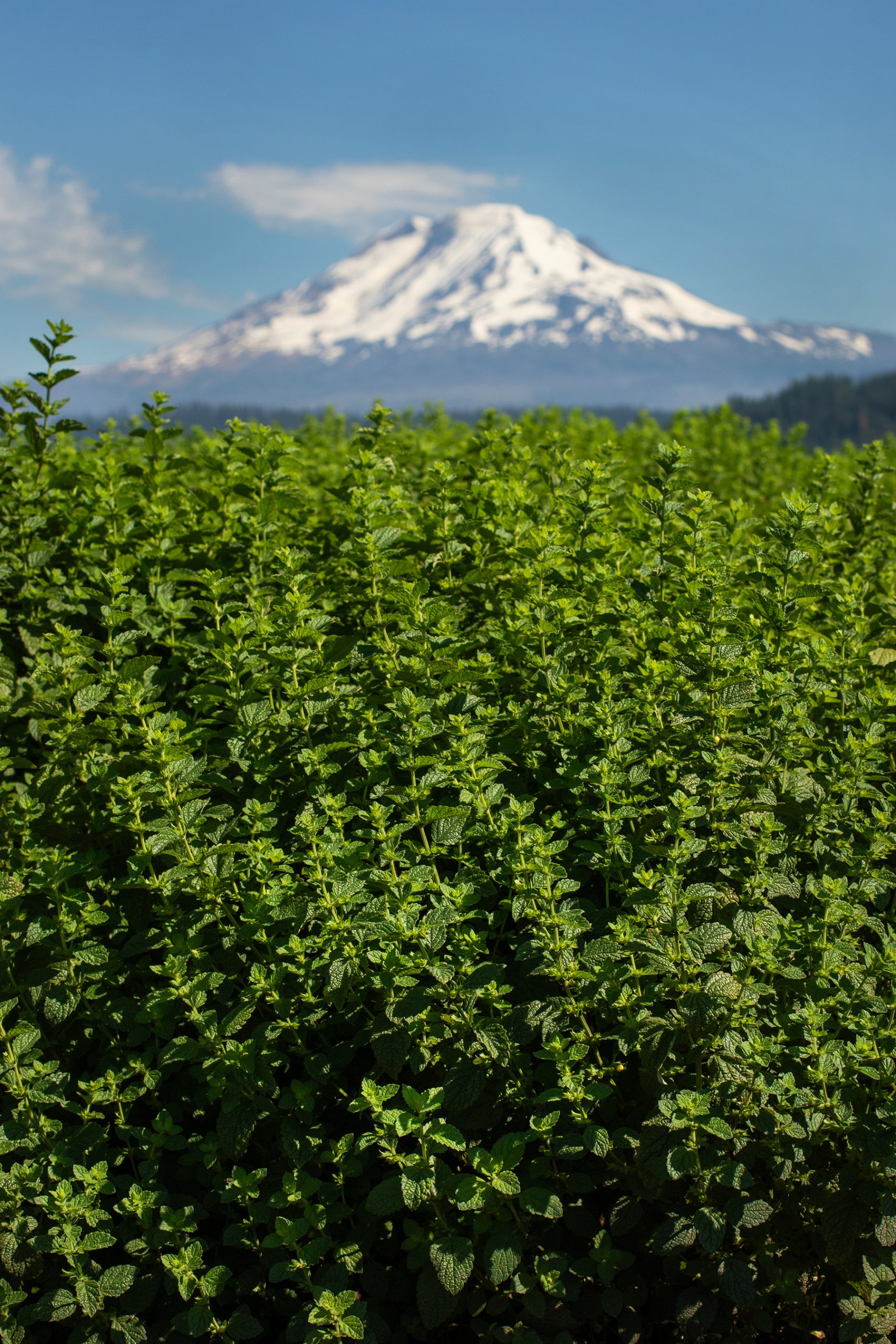 A field of organic mint growing on Danielle's farm
